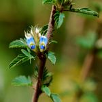 Kotschya strigosa var. strigosa