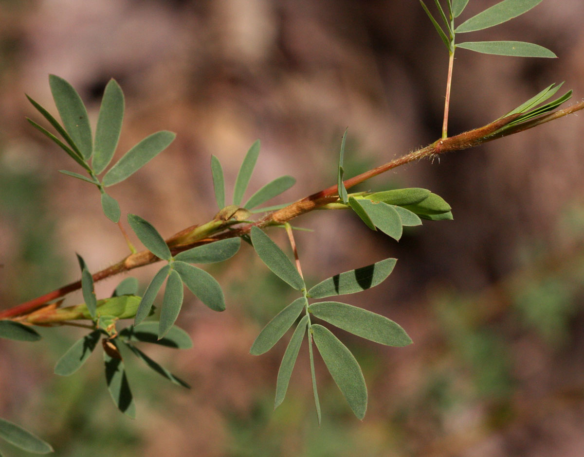 Kotschya strobilantha var. strobilantha