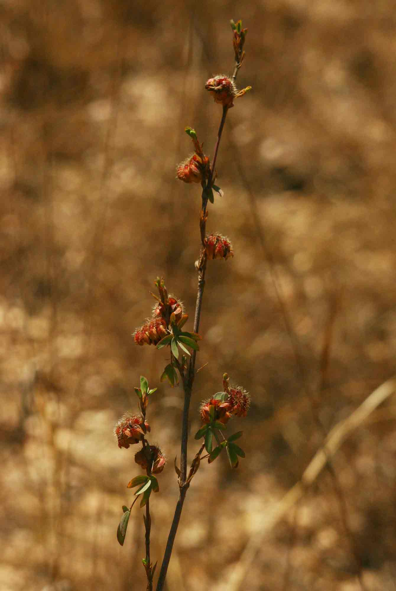 Kotschya strobilantha var. strobilantha