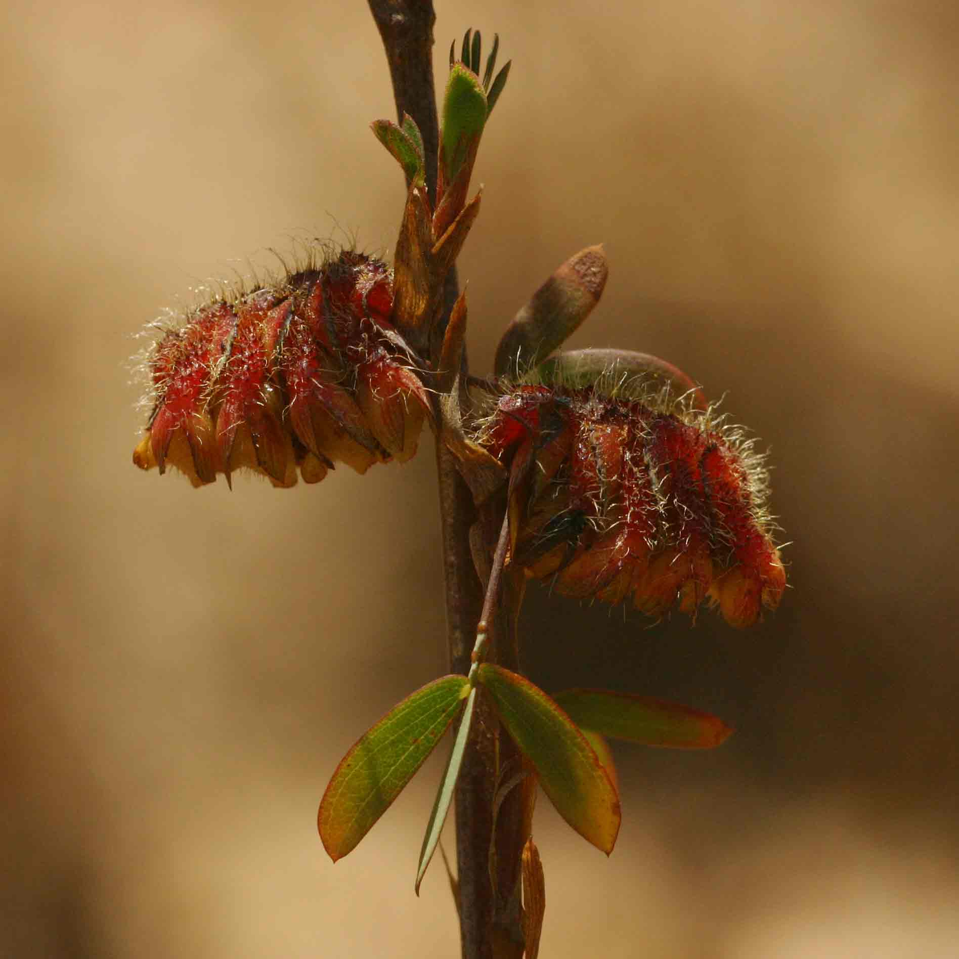 Kotschya strobilantha var. strobilantha