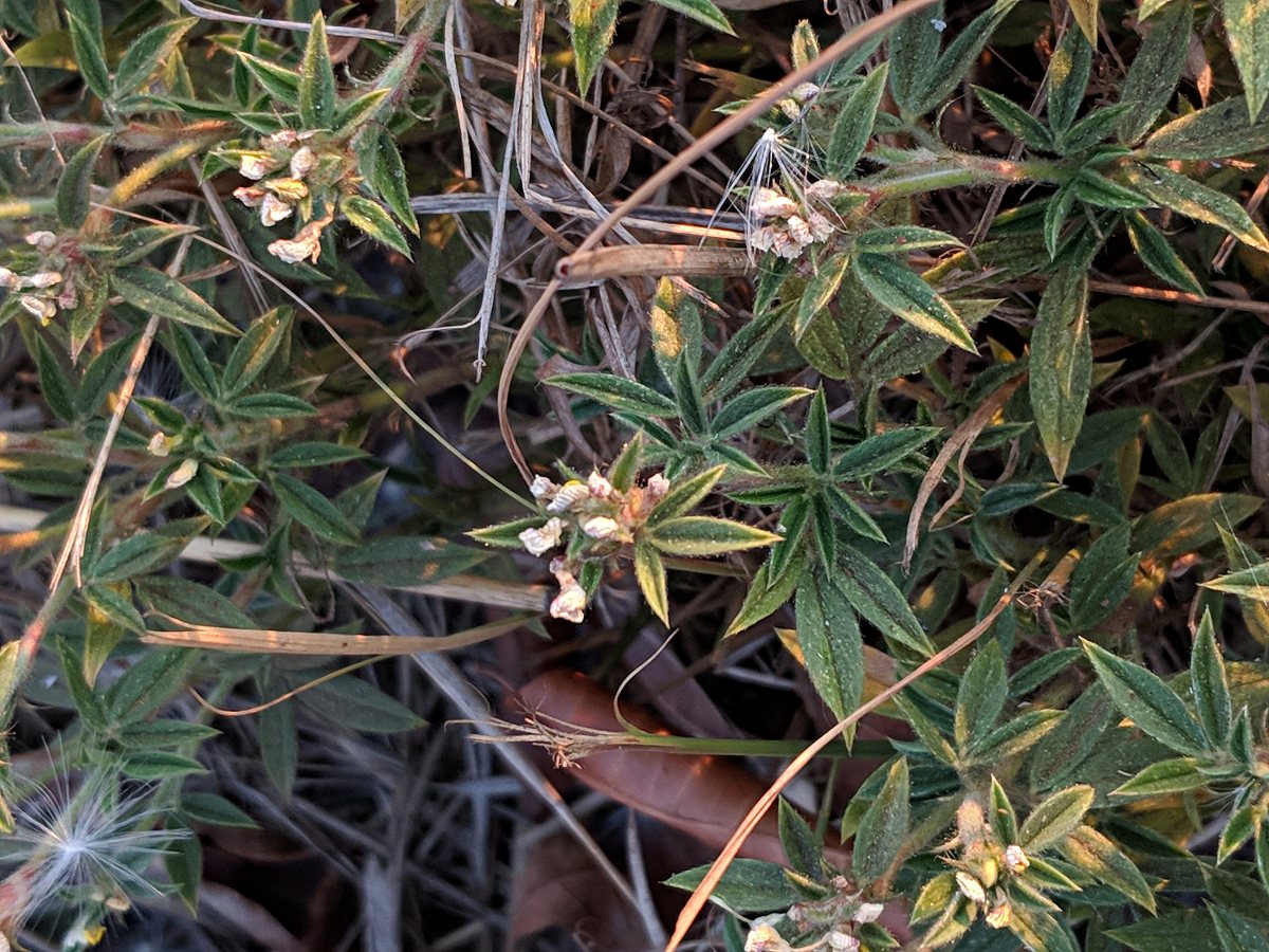 Stylosanthes fruticosa Stylosanthes fruticosa