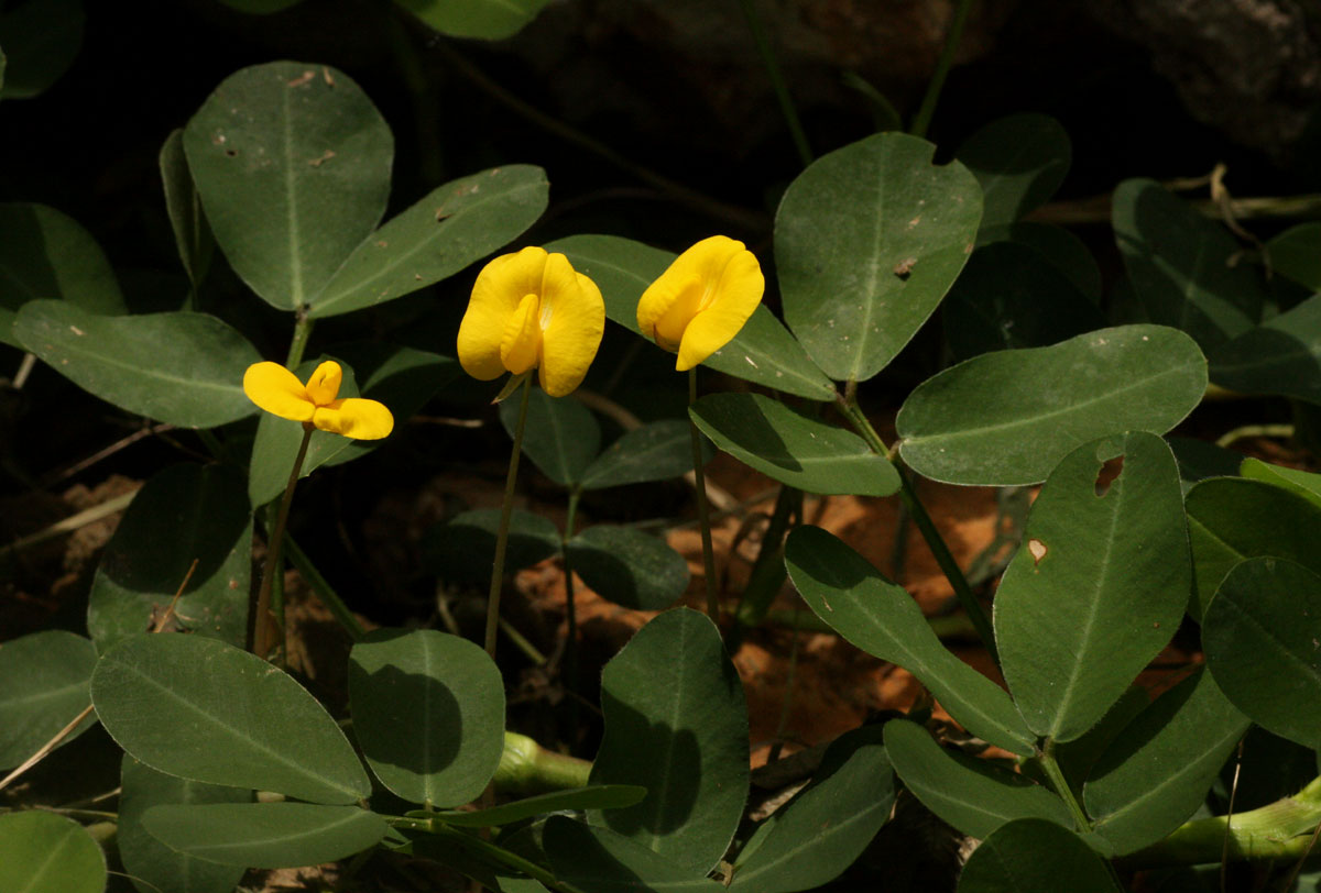 Arachis hypogaea