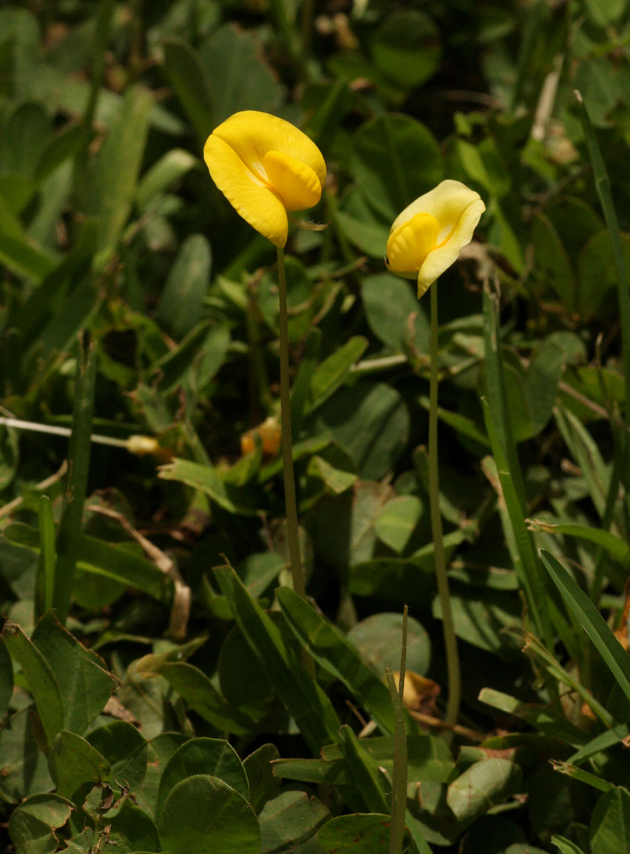 Arachis hypogaea