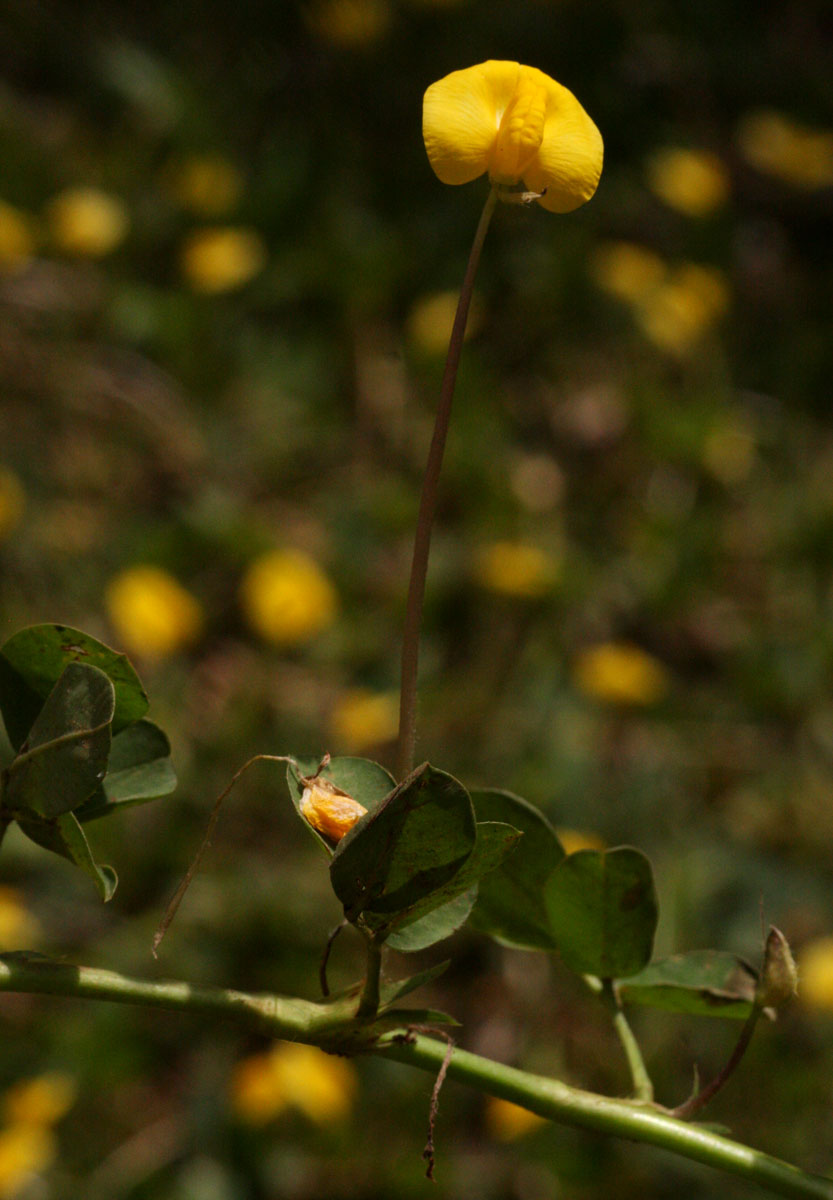 Arachis hypogaea
