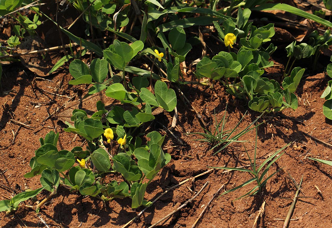 Arachis hypogaea Arachis hypogaea
