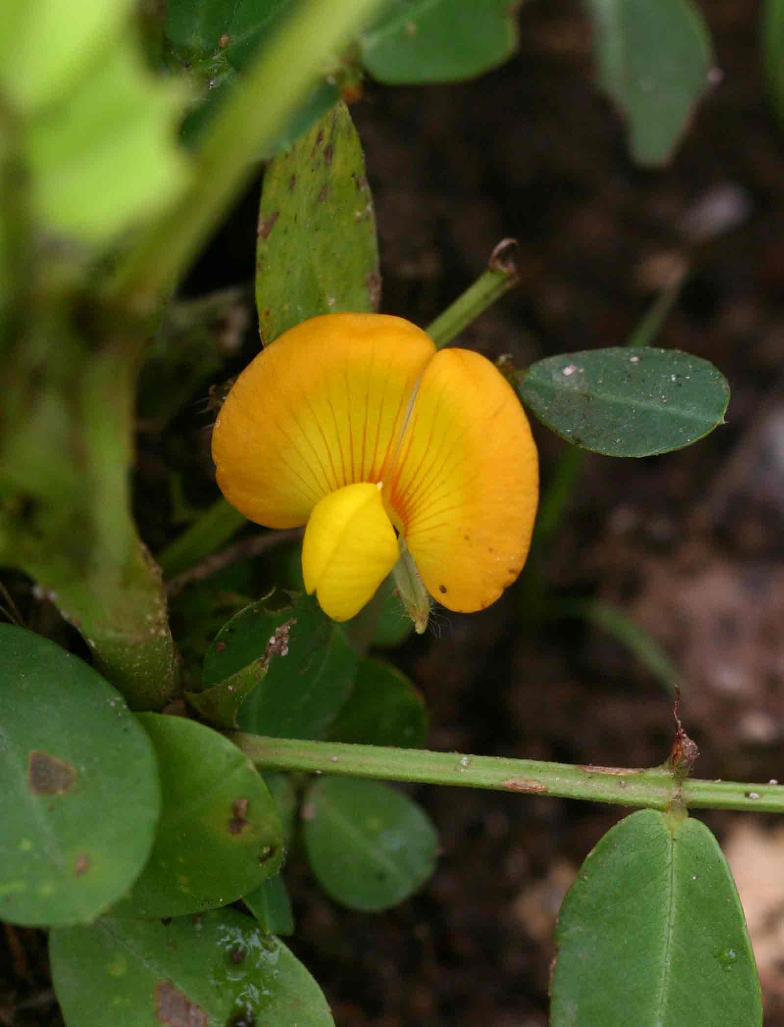 Arachis hypogaea