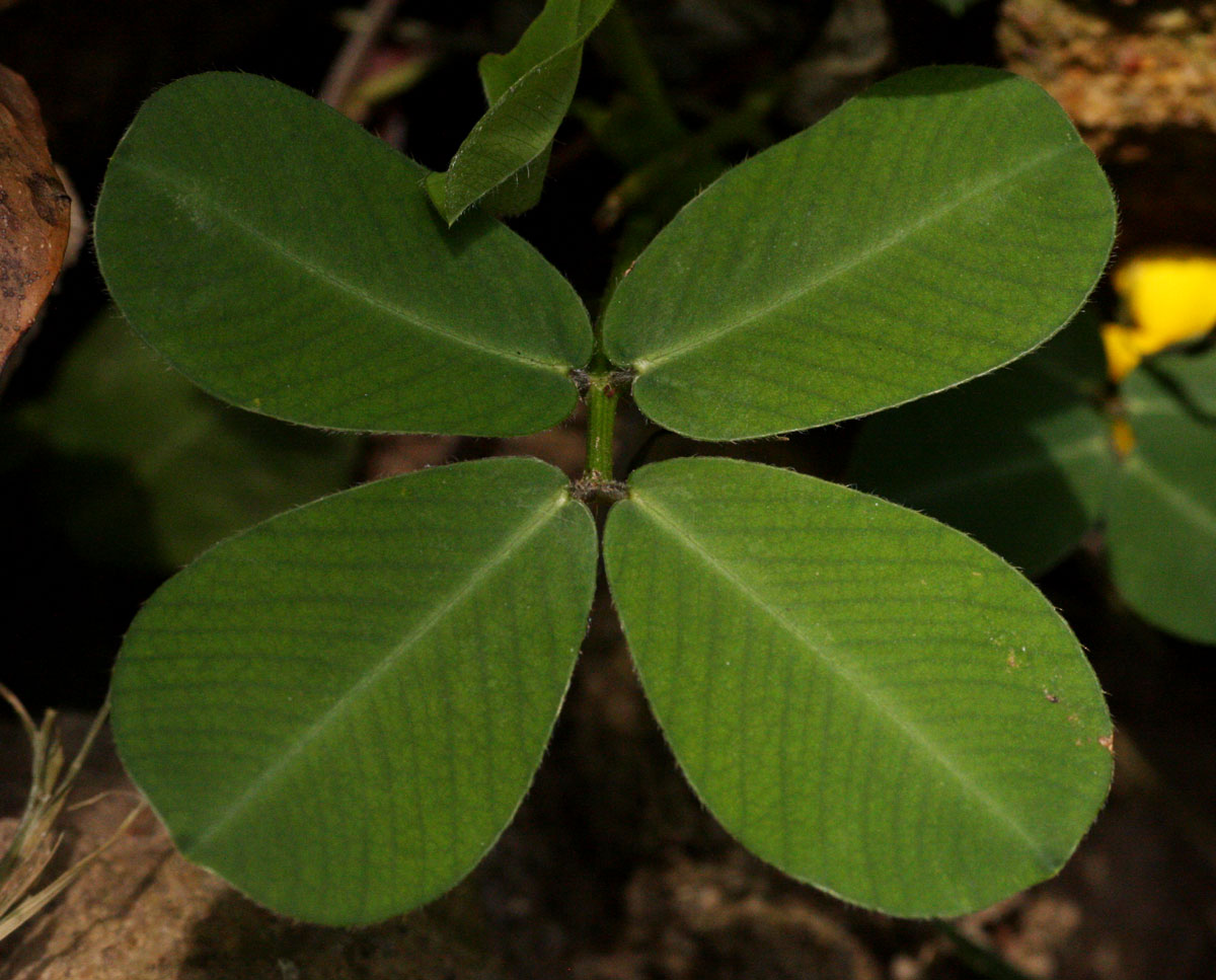 Arachis hypogaea