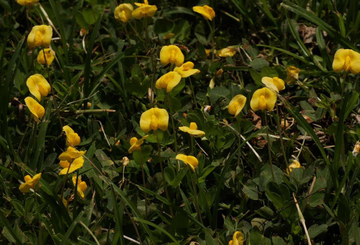 Arachis hypogaea