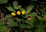 Arachis hypogaea