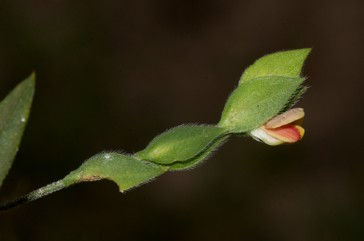 Zornia glochidiata Zornia glochidiata