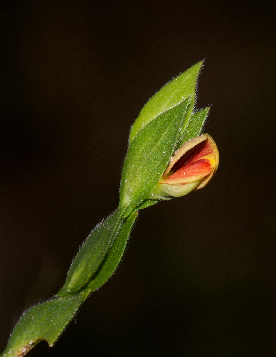 Zornia glochidiata Zornia glochidiata