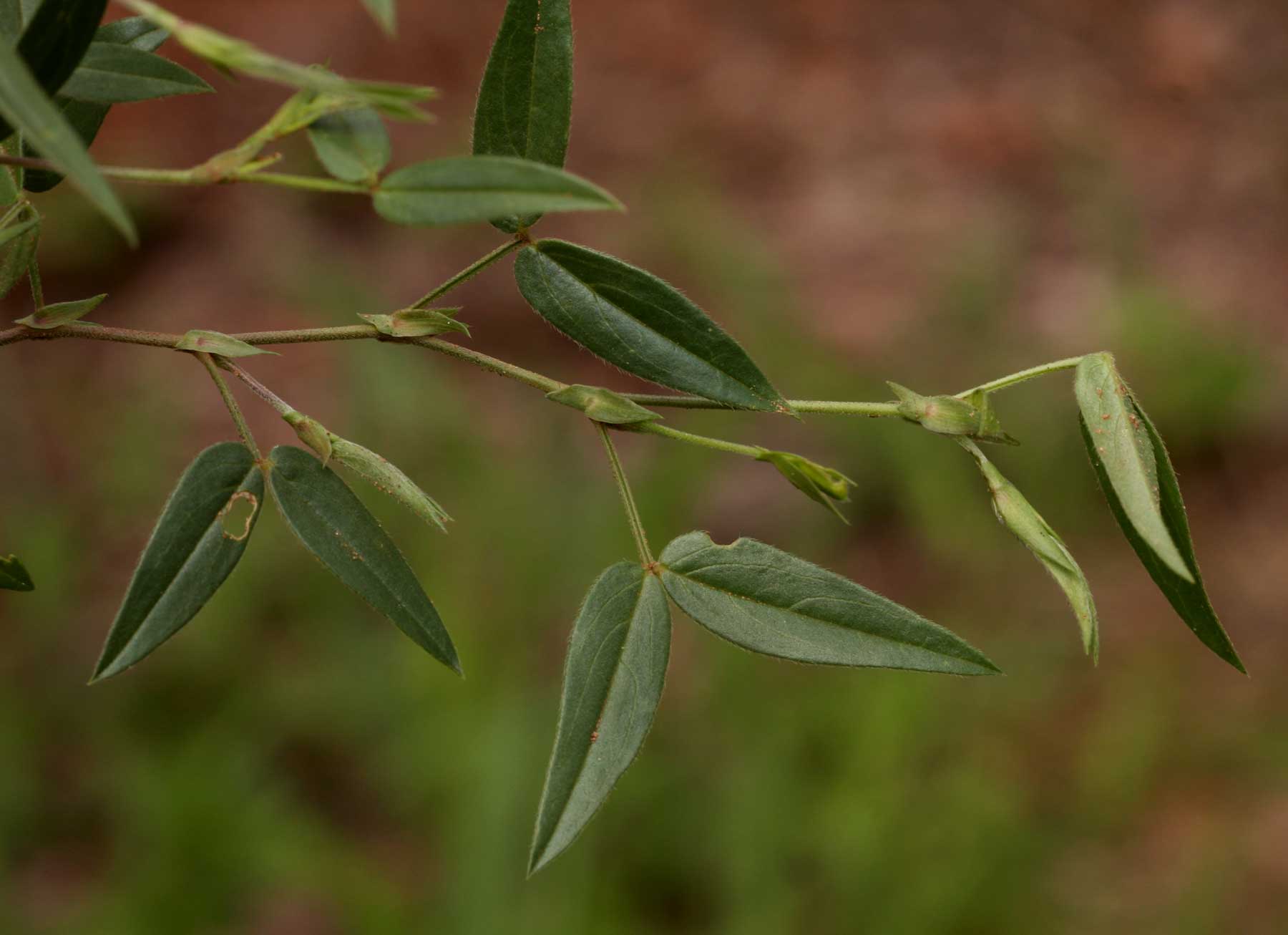 Zornia glochidiata Zornia glochidiata