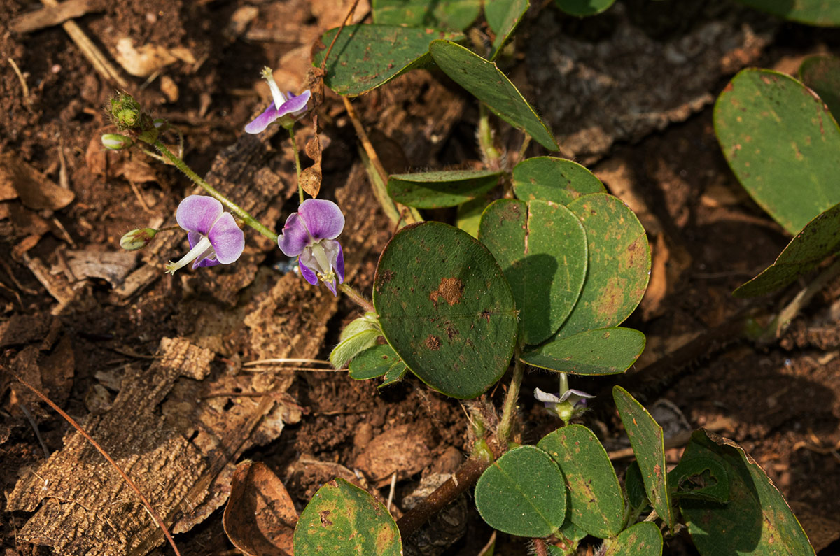Grona adscendens Grona adscendens