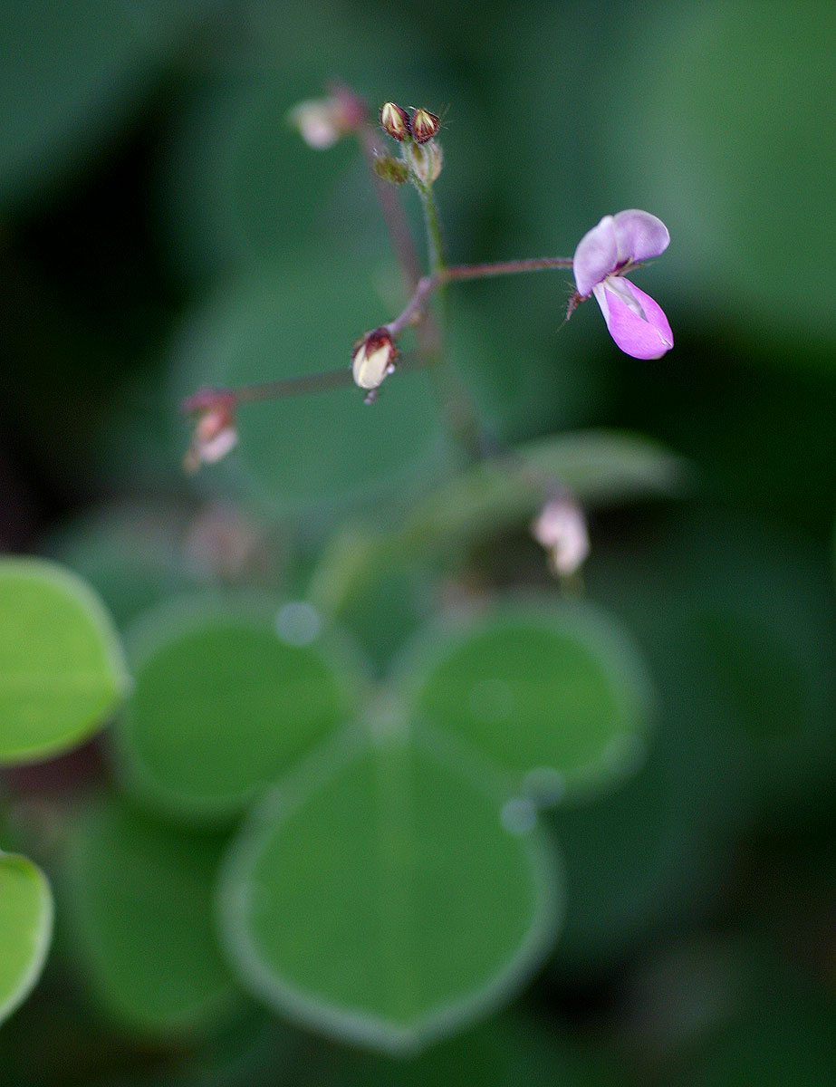 Grona adscendens Grona adscendens