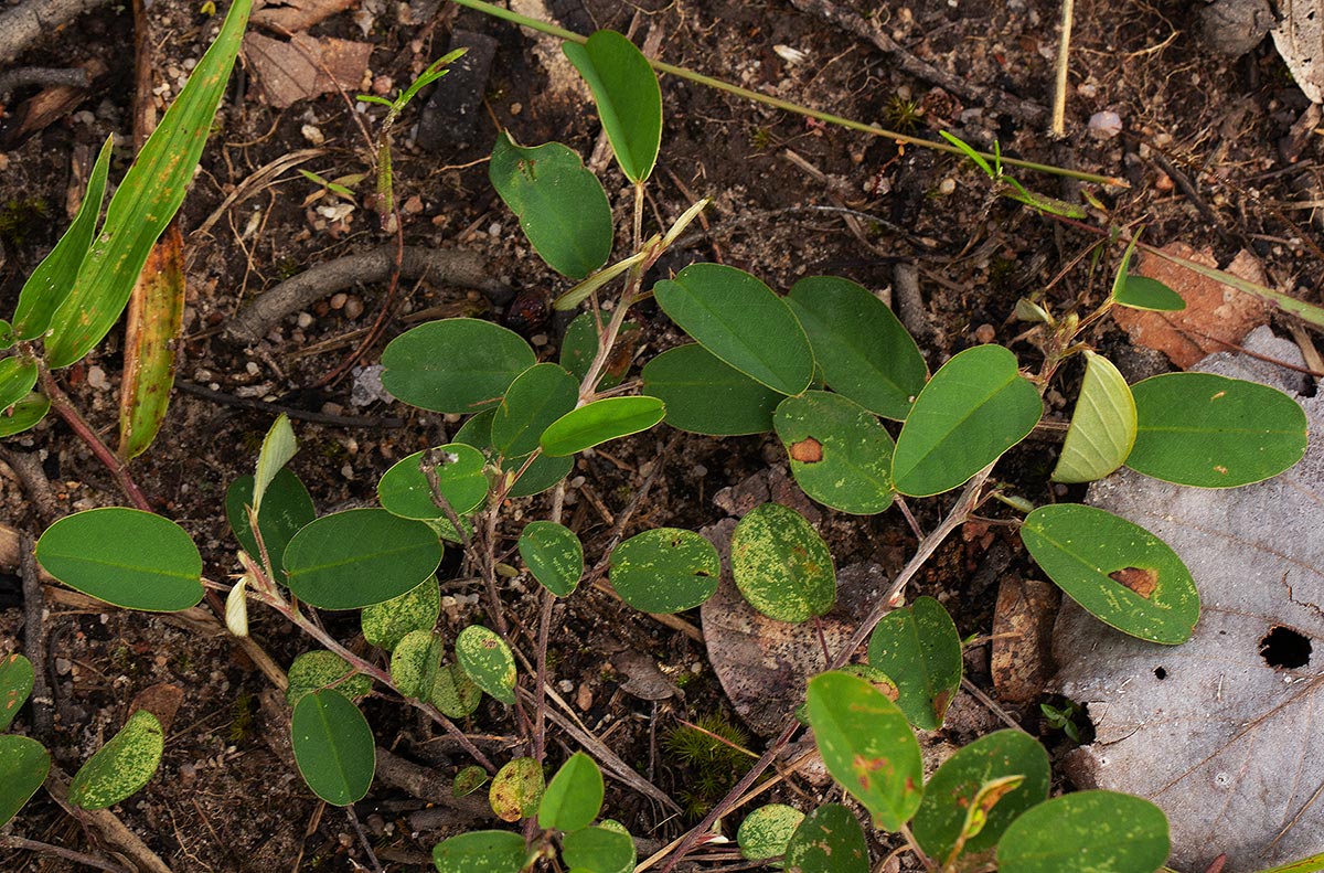 Grona barbata var. argyrea