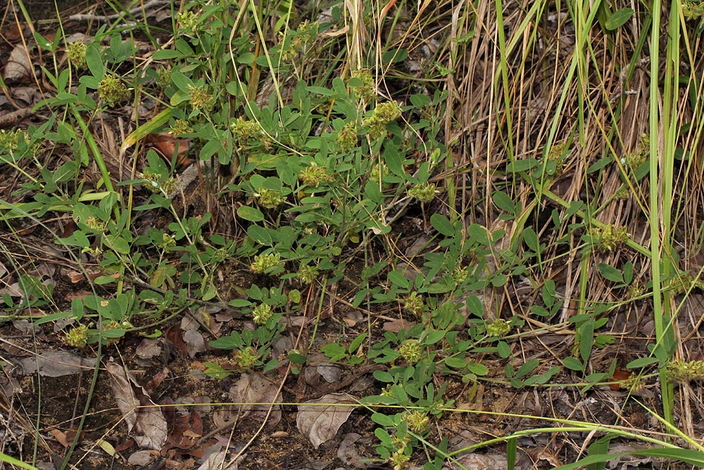 Grona barbata var. argyrea Grona barbata var. argyrea