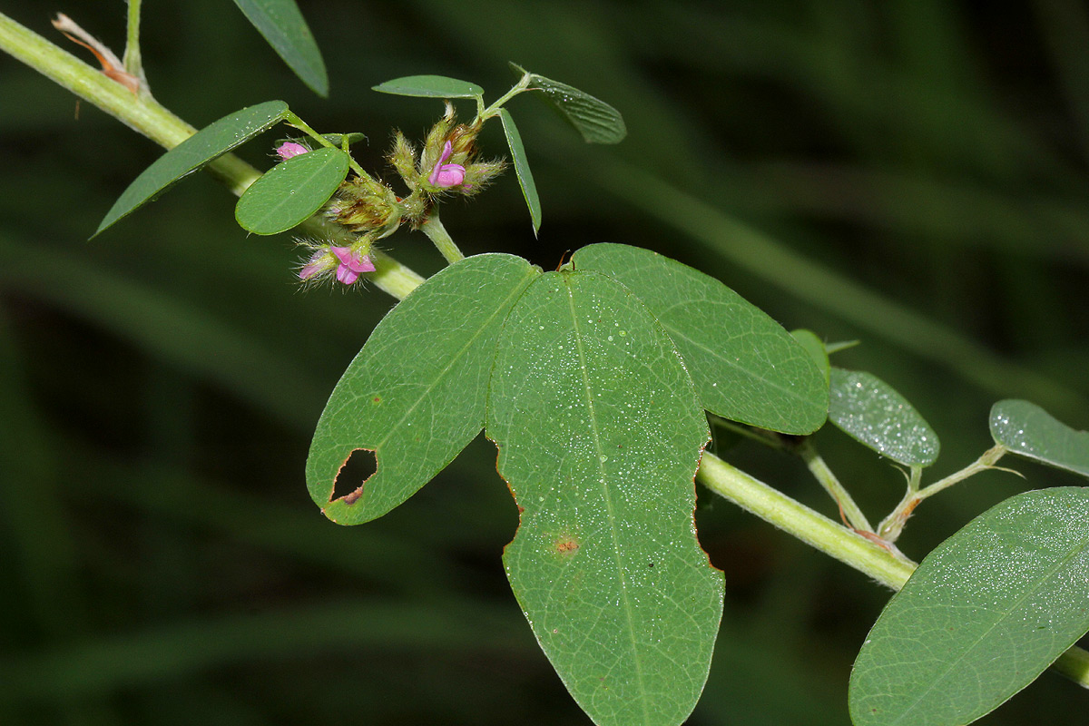 Grona barbata var. argyrea Grona barbata var. argyrea