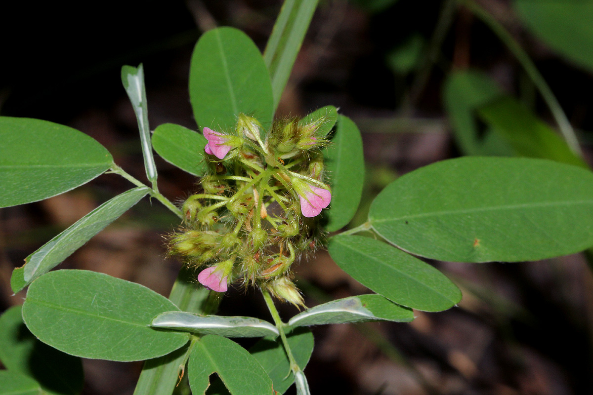 Grona barbata var. argyrea Grona barbata var. argyrea