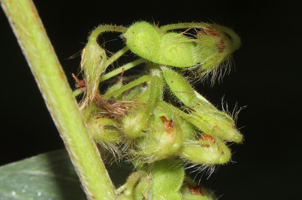 Grona barbata var. argyrea Grona barbata var. argyrea