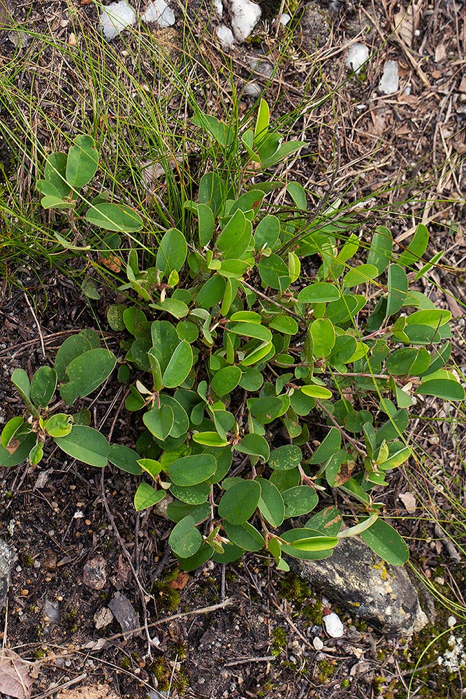 Grona barbata var. argyrea Grona barbata var. argyrea