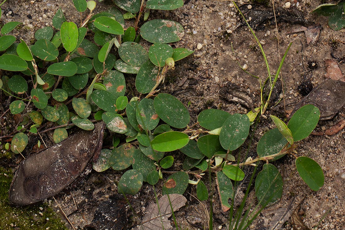 Grona barbata var. argyrea Grona barbata var. argyrea