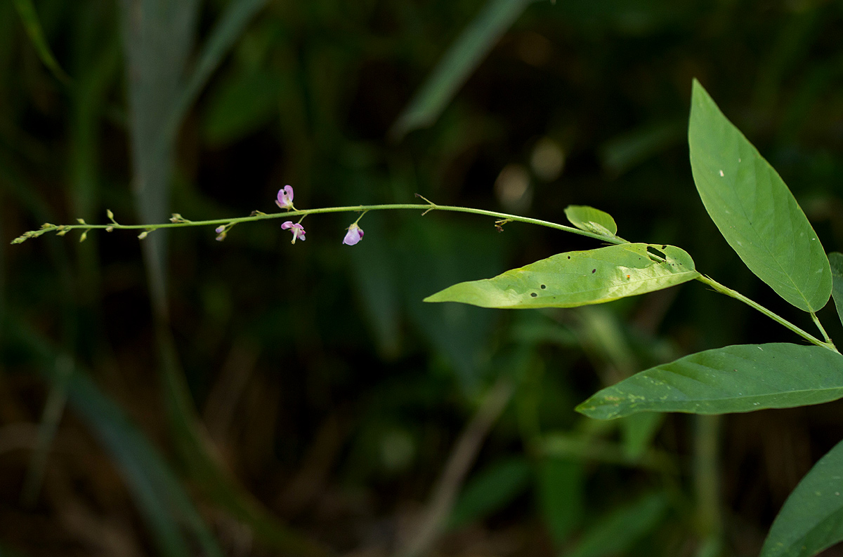 Pleurolobus gangeticus Pleurolobus gangeticus