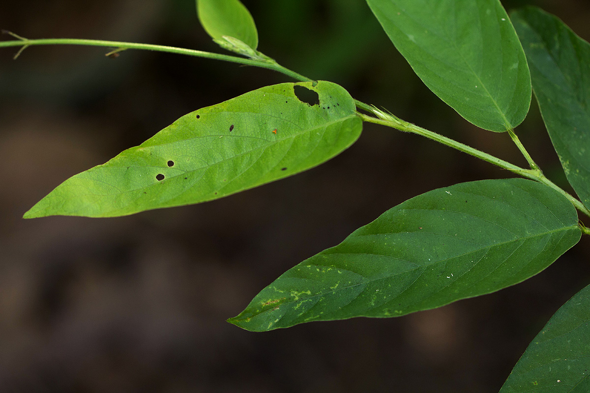 Pleurolobus gangeticus Pleurolobus gangeticus