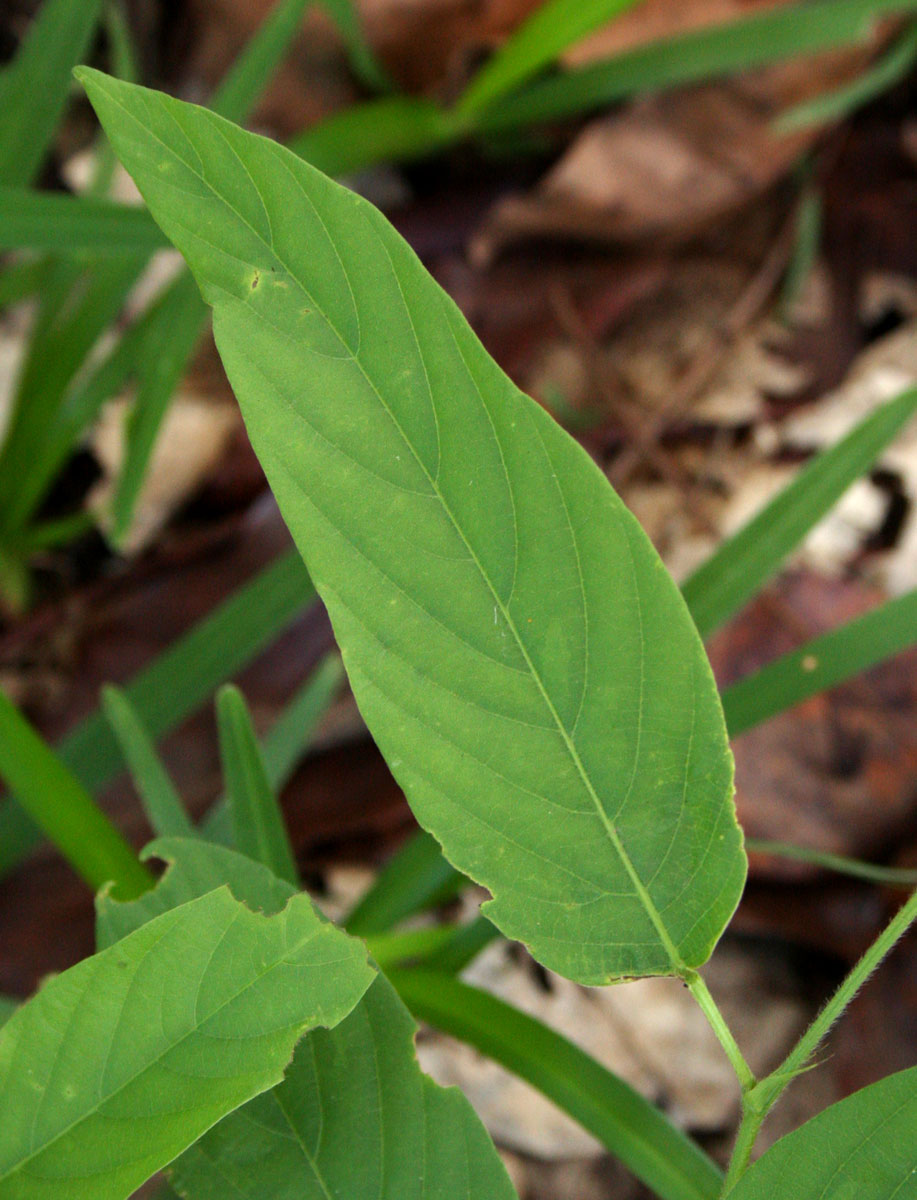 Pleurolobus gangeticus