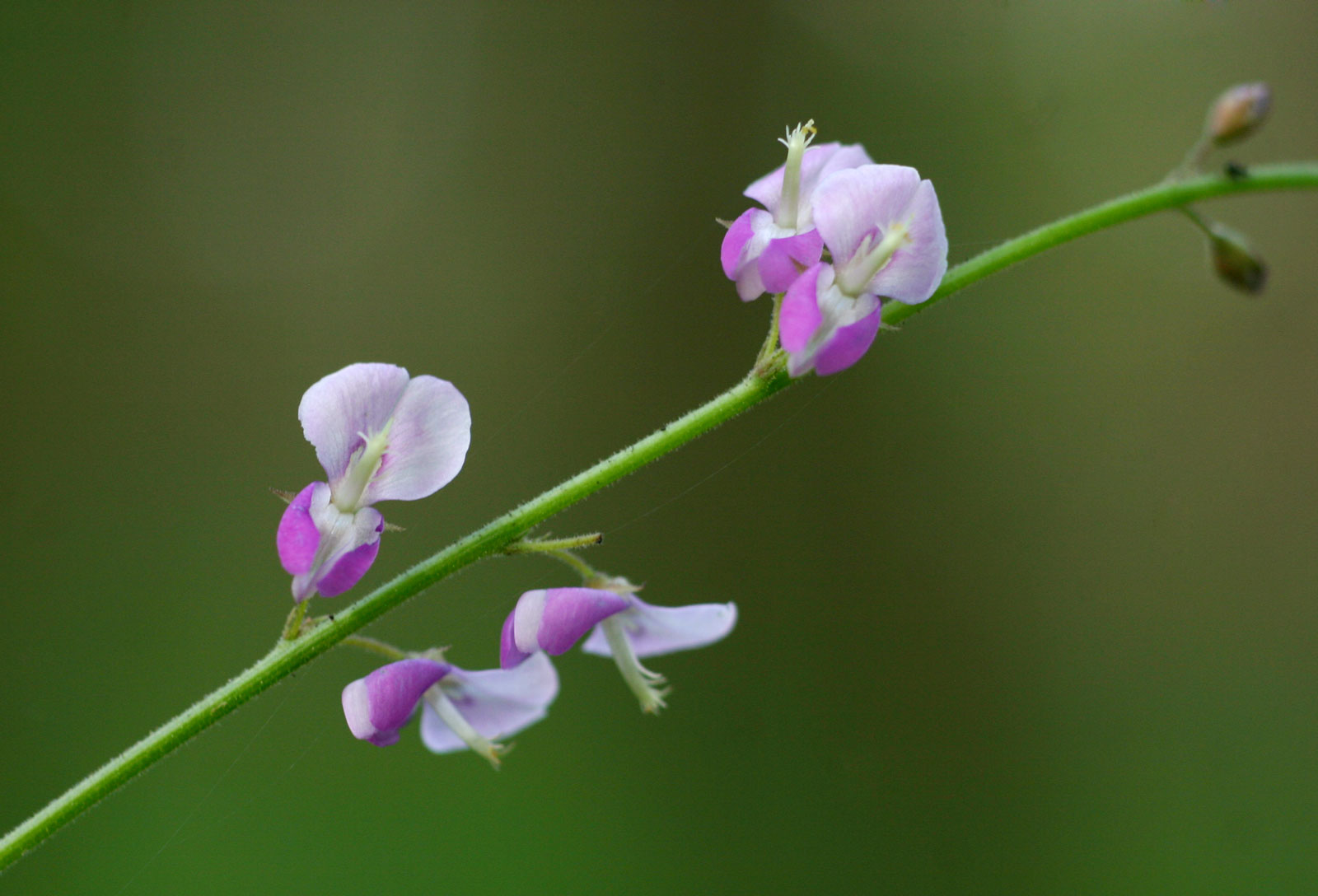 Pleurolobus gangeticus Pleurolobus gangeticus