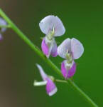 Pleurolobus gangeticus