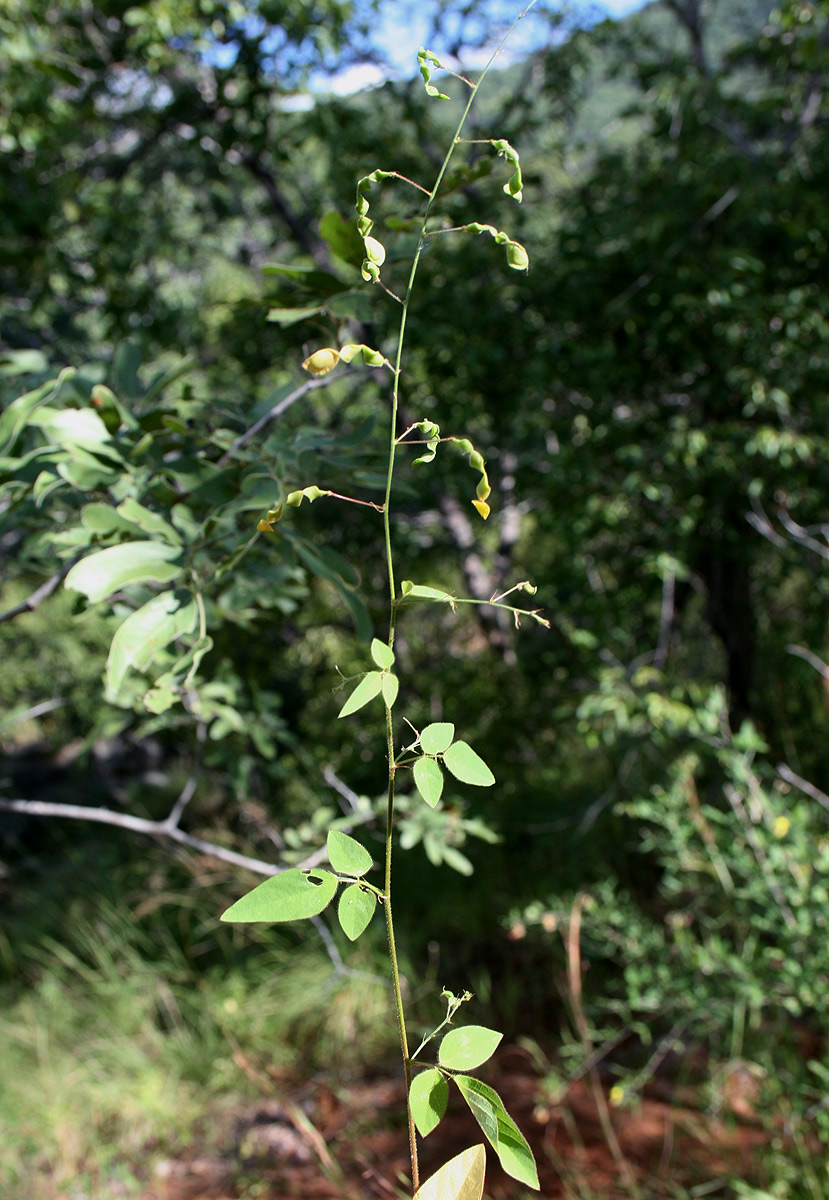 Desmodium ospriostreblum