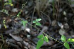 Desmodium ospriostreblum
