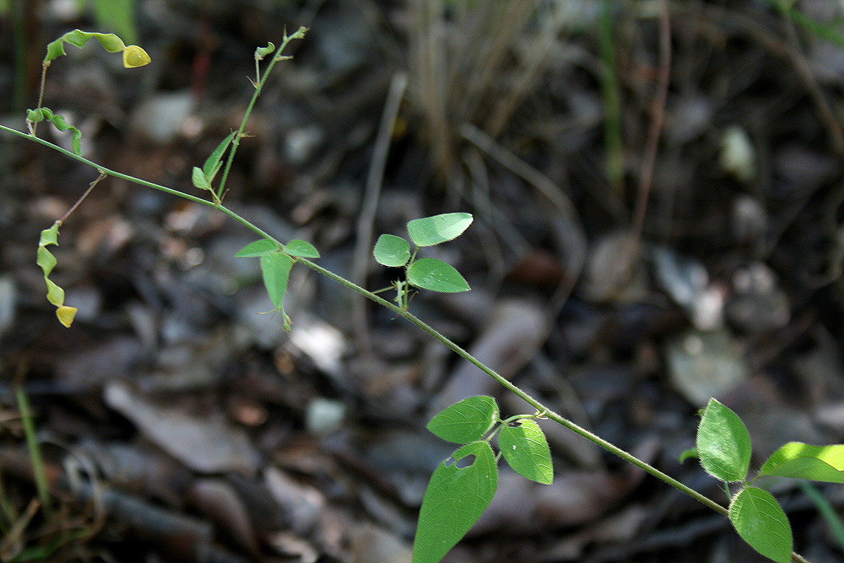 Desmodium ospriostreblum