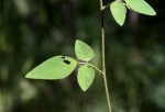 Desmodium ospriostreblum