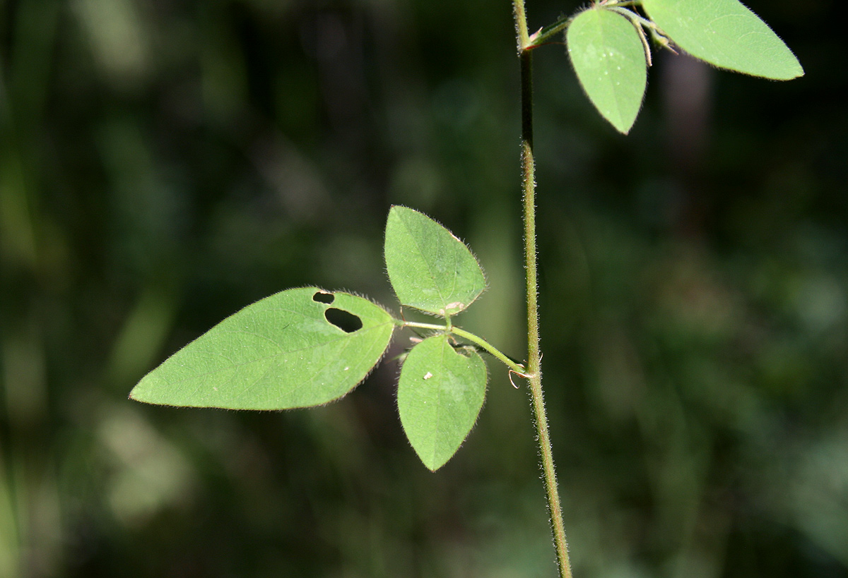 Desmodium ospriostreblum