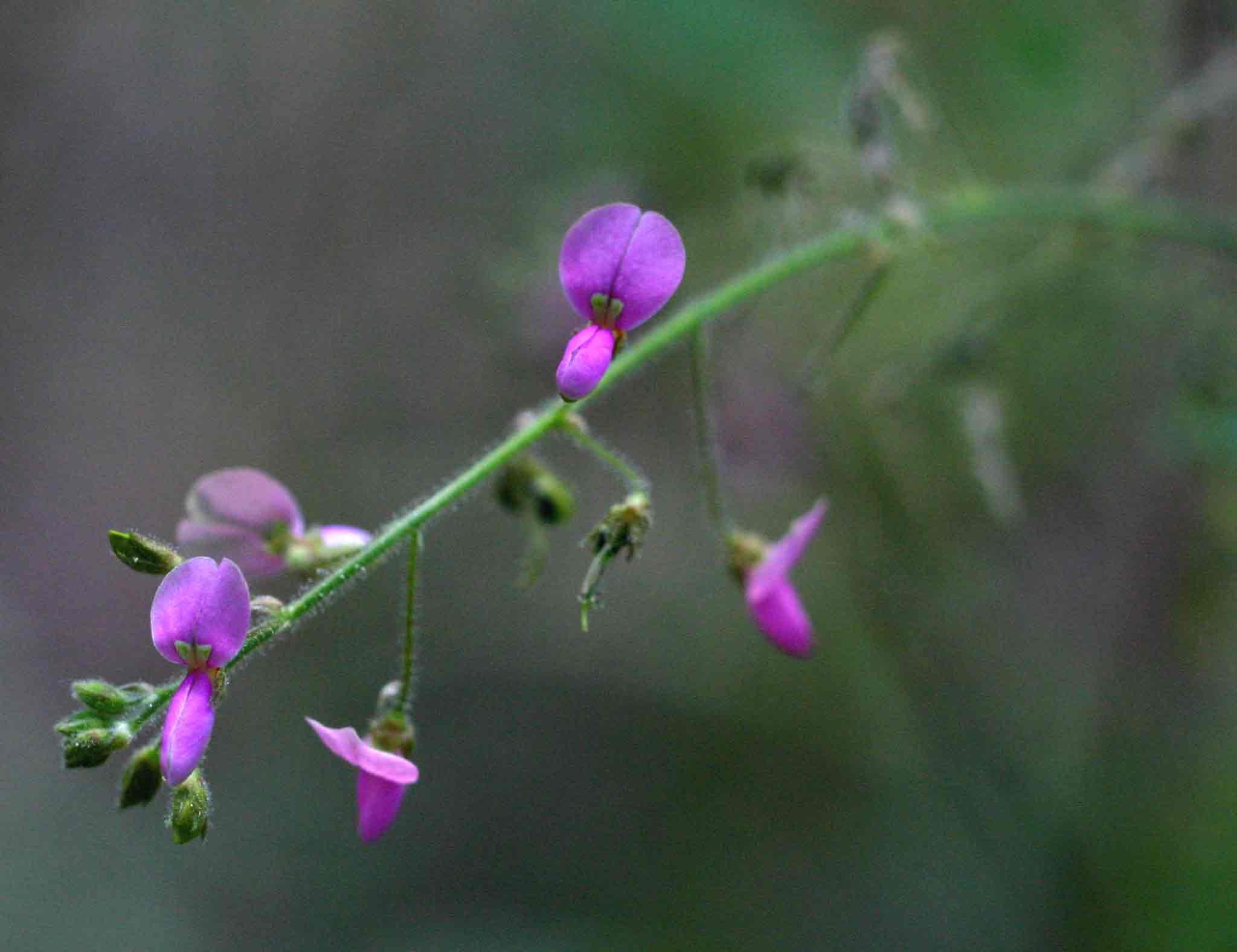 Desmodium tortuosum
