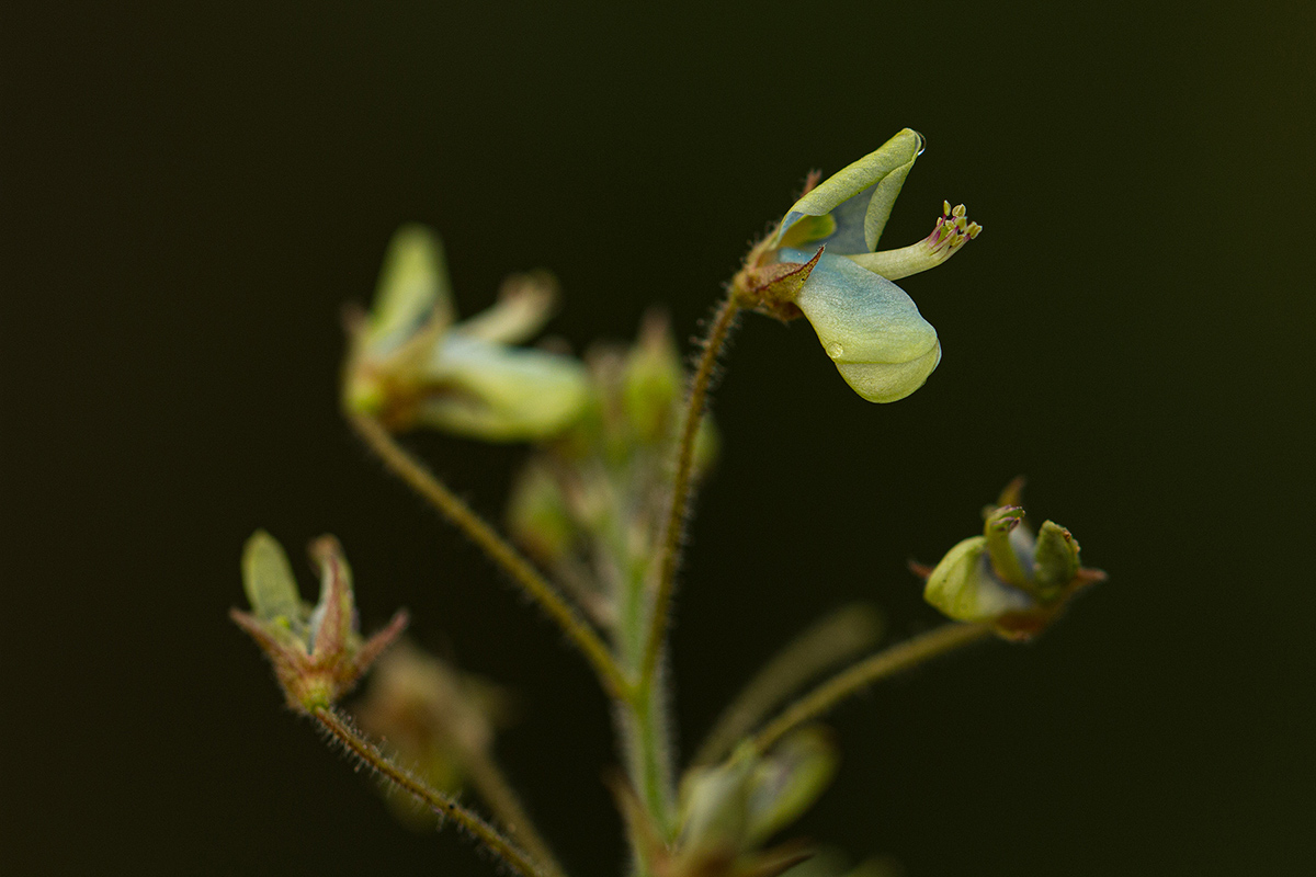 Desmodium tortuosum