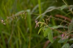 Desmodium tortuosum