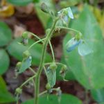 Desmodium uncinatum