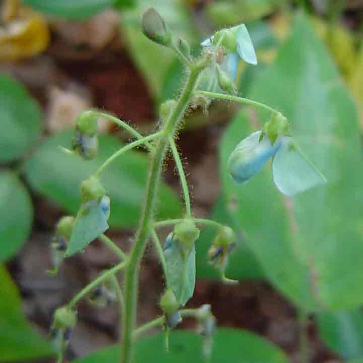 Desmodium uncinatum Desmodium uncinatum