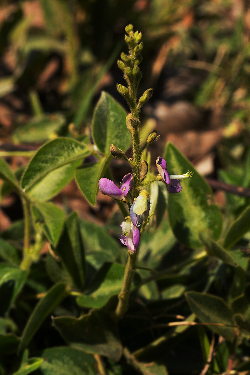 Desmodium uncinatum Desmodium uncinatum