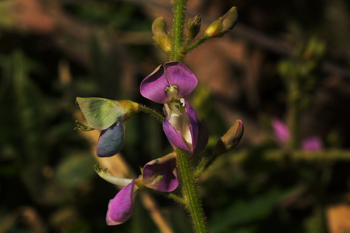 Desmodium uncinatum Desmodium uncinatum