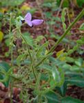 Desmodium uncinatum