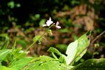 Desmodium uncinatum