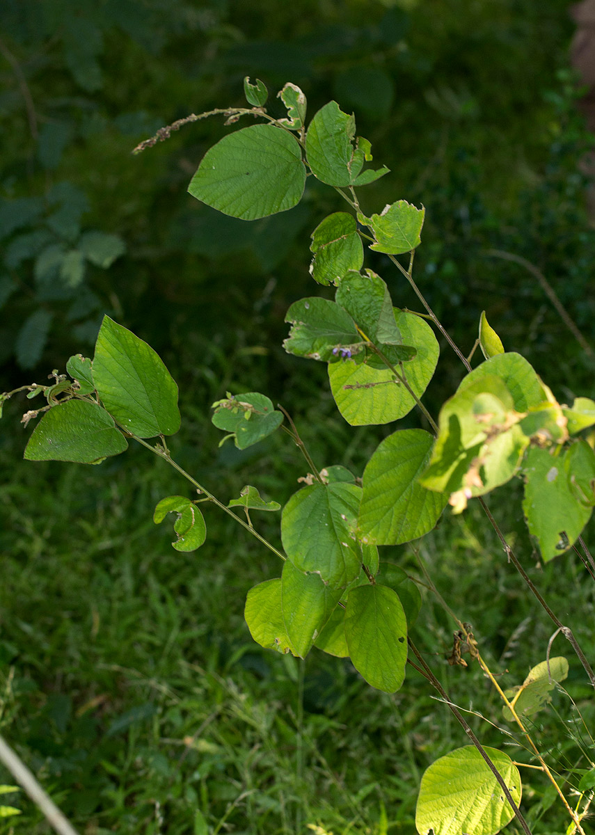 Polhillides velutina