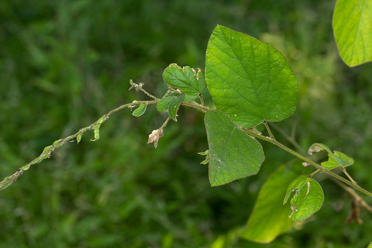 Polhillides velutina Polhillides velutina