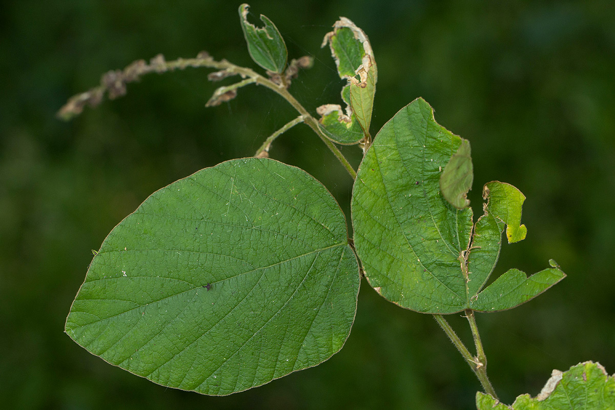 Polhillides velutina Polhillides velutina