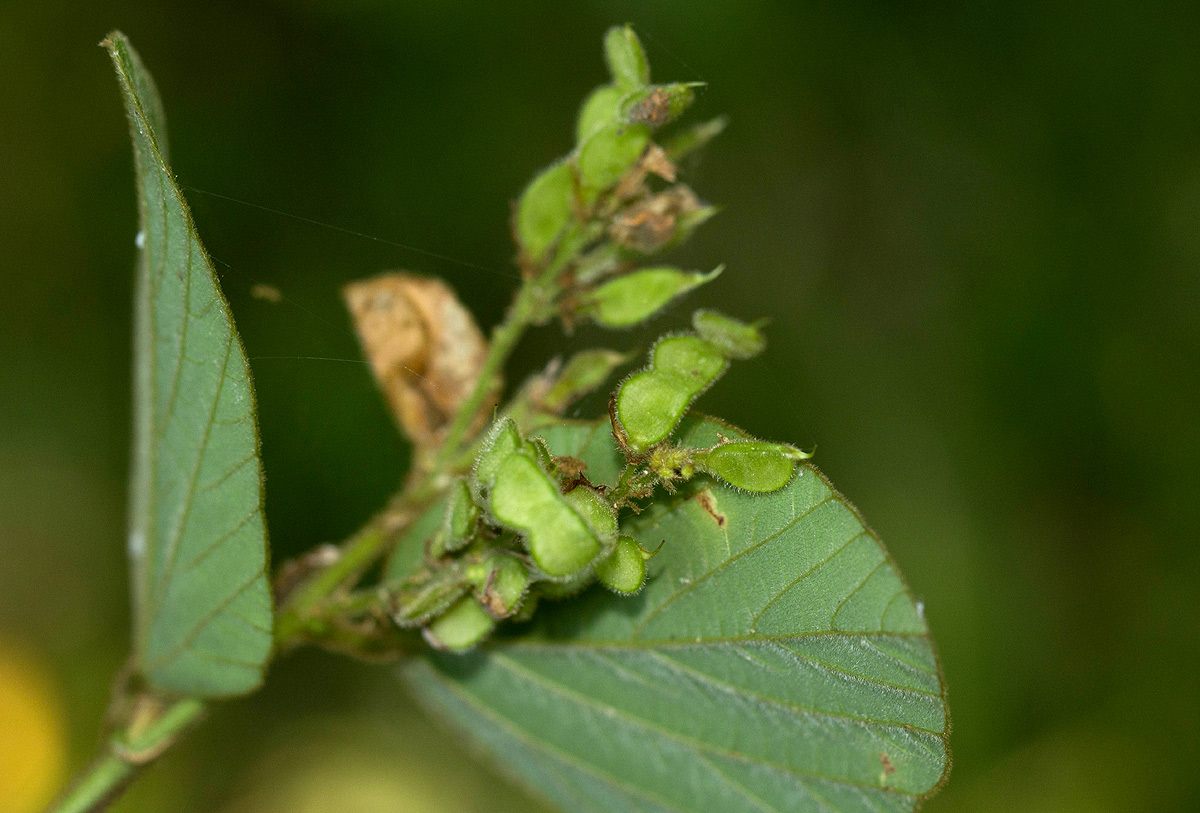 Polhillides velutina Polhillides velutina