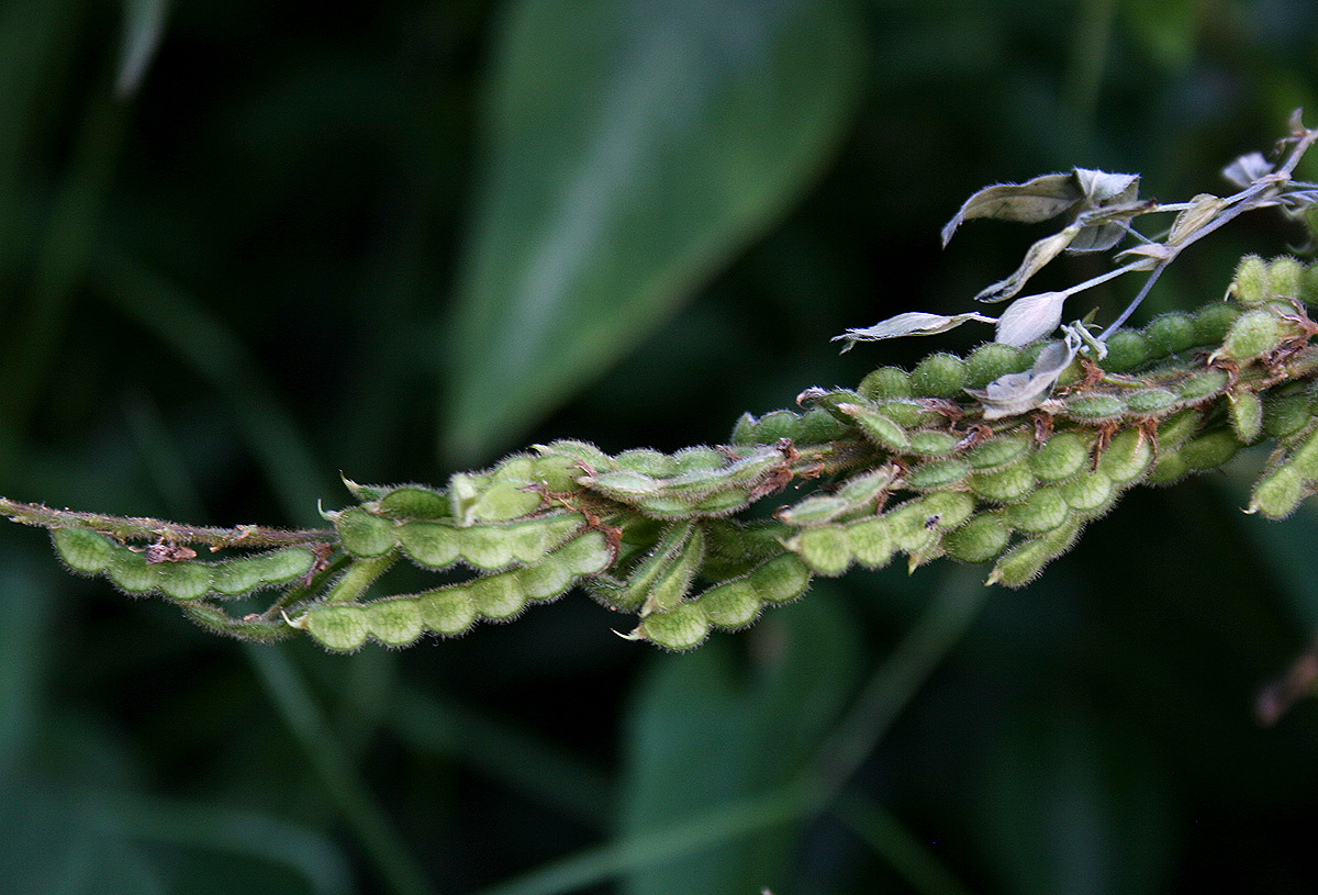 Polhillides velutina