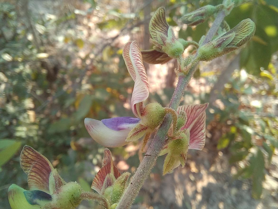 Droogmansia pteropus var. pteropus